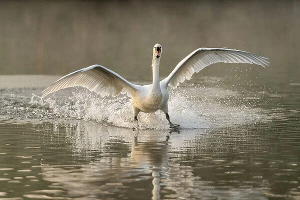 Mute swan (Cygnus olor) landing, Kent, England, United Kingdom, Europe