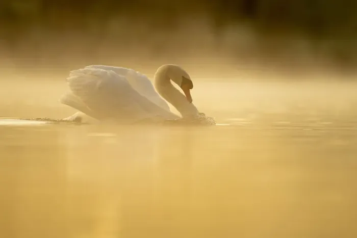 Framed Print : Mute swan (Cygnus olor) at sunrise, territorial behaviour, Kent, England, United Kingdom Framed Print : Mute swan (Cygnus olor) at sunrise, territorial behaviour, Kent, England, United Kingdom