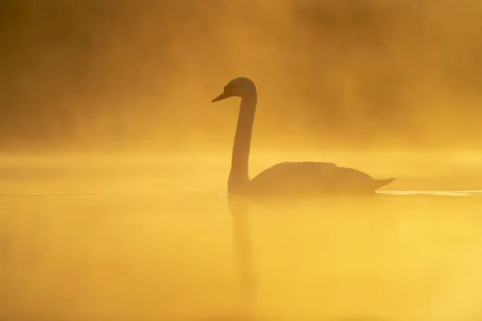 Framed Print : Mute swan (Cygnus olor) at sunrise, Kent, England, United Kingdom, Europe Framed Print : Mute swan (Cygnus olor) at sunrise, Kent, England, United Kingdom, Europe