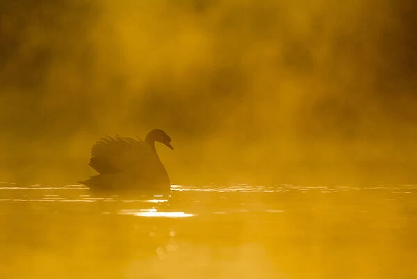 Mute swan (Cygnus olor) at sunrise, Kent, England, United Kingdom, Europe