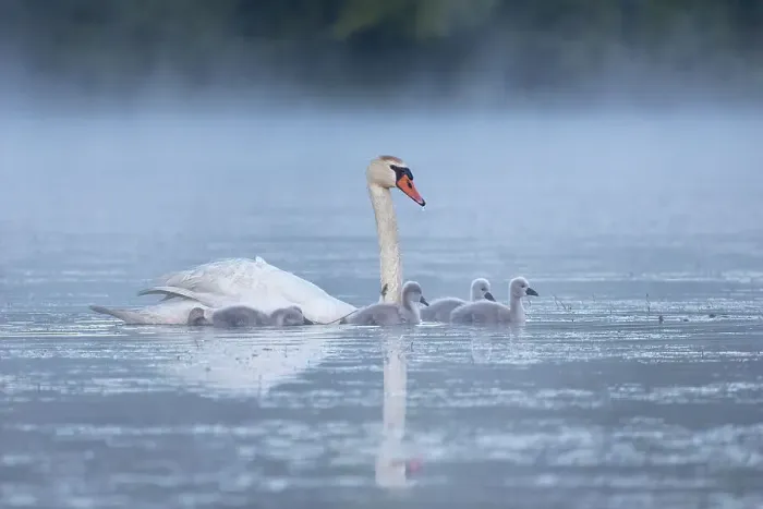 Framed Print : Mute Swan family, United States of America, North America Framed Print : Mute Swan family, United States of America, North America