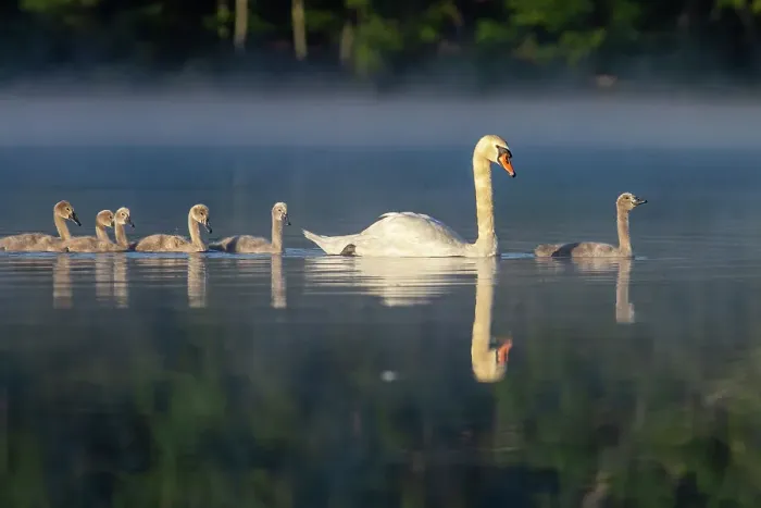 Framed Print : Mute Swan Family, United States of America, North America Framed Print : Mute Swan Family, United States of America, North America