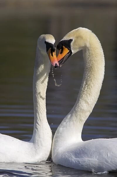 Mute swan pair, Cygnus olor, courting at Martin Mere Wildfowl and Wetlands Trust nature reserve