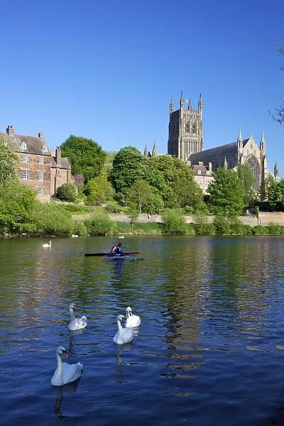 Mute swans and canoeists on River Severn, spring evening, Worcester Cathedral