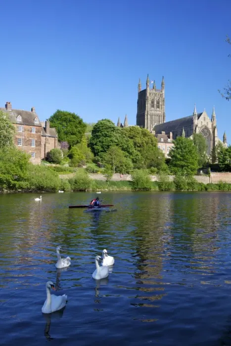 Framed Print : Mute swans and canoeists on River Severn, spring evening, Worcester Cathedral Framed Print : Mute swans and canoeists on River Severn, spring evening, Worcester Cathedral