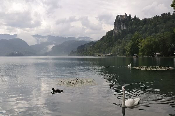 Mute swans (Cygnus olor) and Mallard ducks (Anas platyrhynchos), Lake Bled, slovenia, slovenian, europe, european