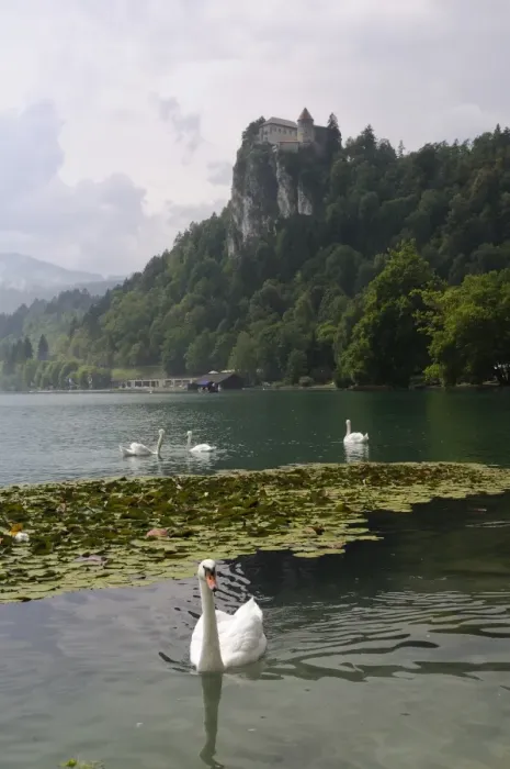 Framed Print : Mute swans (Cygnus olor) and Mallard ducks (Anas platyrhynchos), Lake Bled, slovenia, slovenian, europe, european Framed Print : Mute swans (Cygnus olor) and Mallard ducks (Anas platyrhynchos), Lake Bled, slovenia, slovenian, europe, european