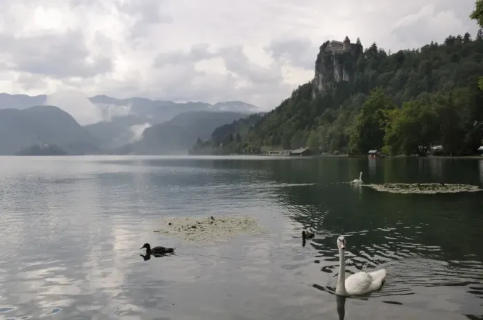 Framed Print : Mute swans (Cygnus olor) and Mallard ducks (Anas platyrhynchos), Lake Bled, slovenia, slovenian, europe, european