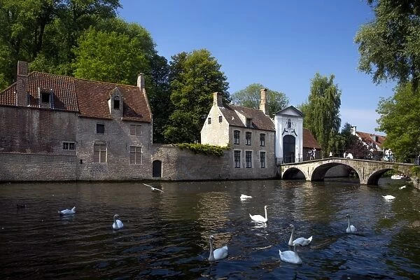 Mute swans (Cygnus olor), at the Minnewater Lake and Begijnhof Bridge with entrance to Beguinage