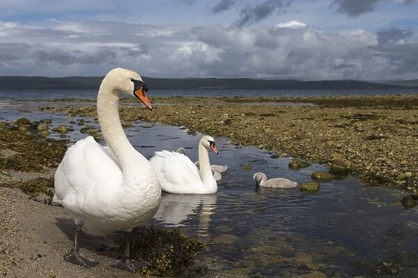 Mute swans (Cygnus olor) on seashore at freshwater stream mouth, Arran, Scotland, United Kingdom, Europe
