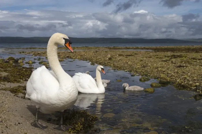 Framed Print : Mute swans (Cygnus olor) on seashore at freshwater stream mouth, Arran, Scotland, United Kingdom, Europe Framed Print : Mute swans (Cygnus olor) on seashore at freshwater stream mouth, Arran, Scotland, United Kingdom, Europe