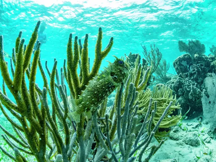 Framed Print : A myriad of fish and coral underwater at Hol Chan Marine Preserve, inside the Mesoamerican Barrier Reef, Belize Framed Print : A myriad of fish and coral underwater at Hol Chan Marine Preserve, inside the Mesoamerican Barrier Reef, Belize