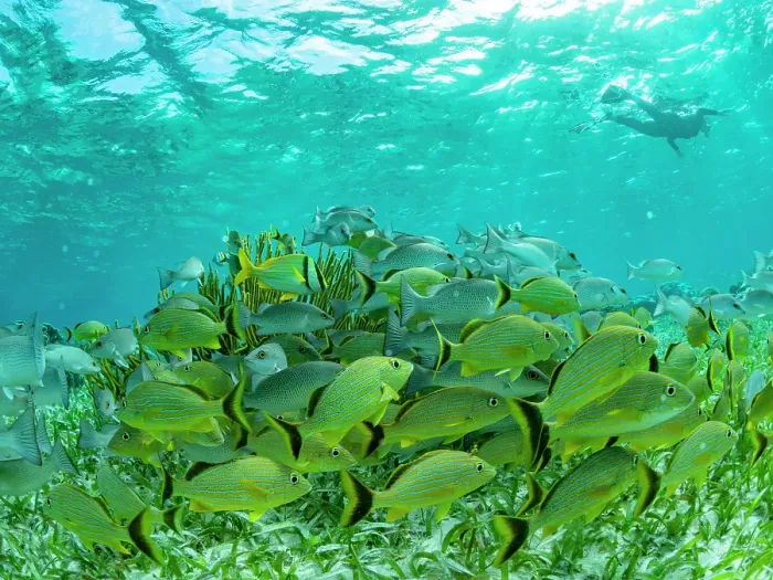 Framed Print : A myriad of fish and coral underwater at Hol Chan Marine Preserve, inside the Mesoamerican Barrier Reef, Belize Framed Print : A myriad of fish and coral underwater at Hol Chan Marine Preserve, inside the Mesoamerican Barrier Reef, Belize