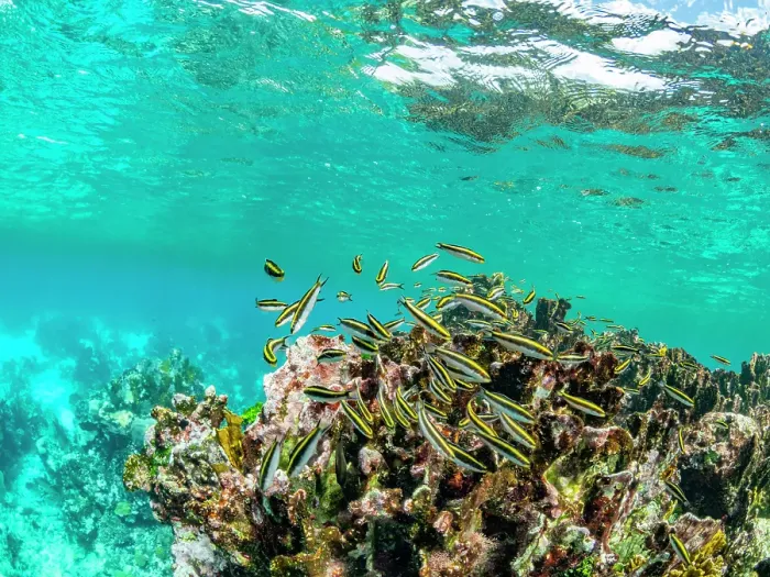 Framed Print : A myriad of fish and coral underwater at Hol Chan Marine Preserve, inside the Mesoamerican Barrier Reef, Belize