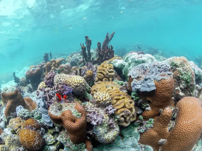 Framed Print : A myriad of hard and soft corals compete for space on the substrate of Darwin's Wall, Palau, Micronesia, Pacific