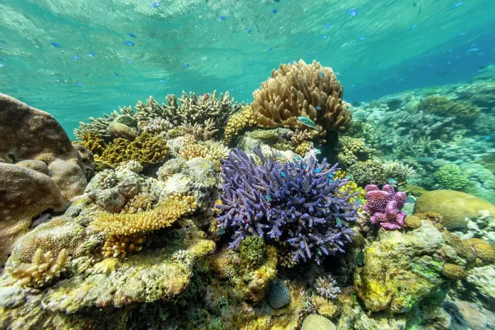 Framed Print : A myriad of hard and soft corals, as well as tropical reef fish on the healthy reef near Volivoli Resort on Viti Levu, Fiji, South Pacific, Pacific Framed Print : A myriad of hard and soft corals, as well as tropical reef fish on the healthy reef near Volivoli Resort on Viti Levu, Fiji, South Pacific, Pacific