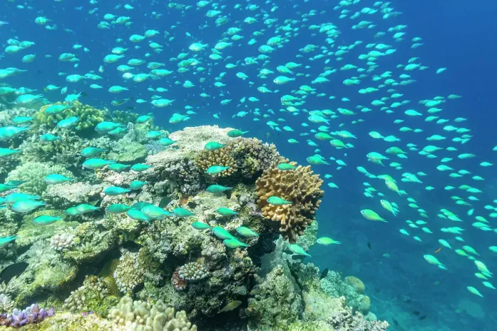 Framed Print : A myriad of hard and soft corals, as well as tropical reef fish on the healthy reef near Volivoli Resort on Viti Levu, Fiji, South Pacific, Pacific Framed Print : A myriad of hard and soft corals, as well as tropical reef fish on the healthy reef near Volivoli Resort on Viti Levu, Fiji, South Pacific, Pacific