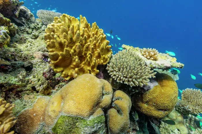 Framed Print : A myriad of hard and soft corals, as well as tropical reef fish on the healthy reef near Volivoli Resort on Viti Levu, Fiji, South Pacific, Pacific