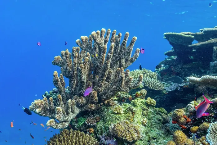 Framed Print : A myriad of hard and soft corals, as well as tropical reef fish at Vatu-I-Ra Conservation Park on Viti Levu, Fiji, South Pacific, Pacific Framed Print : A myriad of hard and soft corals, as well as tropical reef fish at Vatu-I-Ra Conservation Park on Viti Levu, Fiji, South Pacific, Pacific