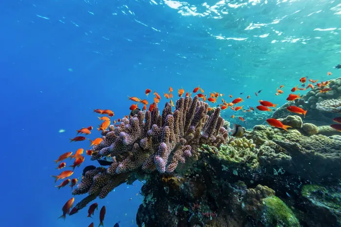 Framed Print : A myriad of hard and soft corals, as well as tropical reef fish at Vatu-I-Ra Conservation Park on Viti Levu, Fiji, South Pacific, Pacific Framed Print : A myriad of hard and soft corals, as well as tropical reef fish at Vatu-I-Ra Conservation Park on Viti Levu, Fiji, South Pacific, Pacific