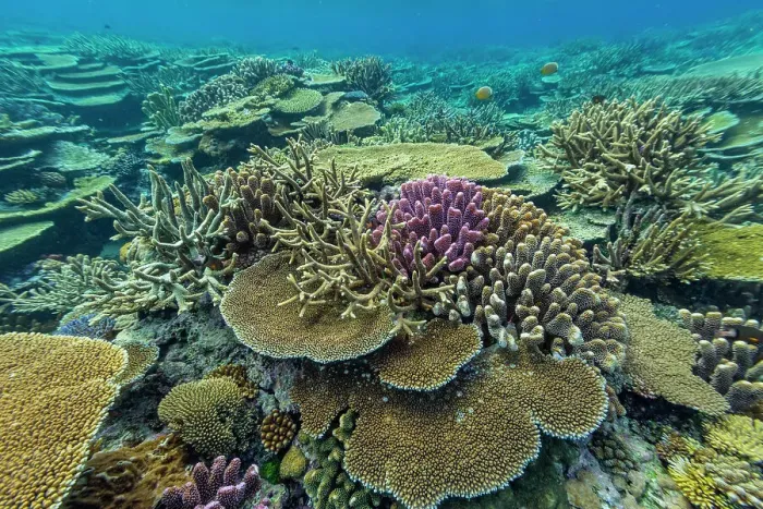 Framed Print : A myriad of hard and soft corals, as well as tropical reef fish at Vatu-I-Ra Conservation Park on Viti Levu, Fiji, South Pacific, Pacific Framed Print : A myriad of hard and soft corals, as well as tropical reef fish at Vatu-I-Ra Conservation Park on Viti Levu, Fiji, South Pacific, Pacific