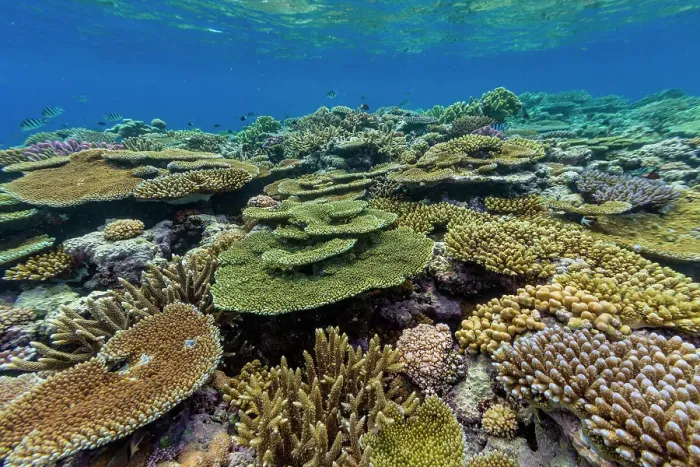 Framed Print : A myriad of hard and soft corals, as well as tropical reef fish at Vatu-I-Ra Conservation Park on Viti Levu, Fiji, South Pacific, Pacific Framed Print : A myriad of hard and soft corals, as well as tropical reef fish at Vatu-I-Ra Conservation Park on Viti Levu, Fiji, South Pacific, Pacific