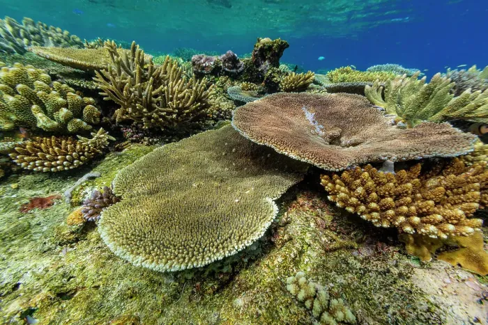 Framed Print : A myriad of hard and soft corals, as well as tropical reef fish at Vatu-I-Ra Conservation Park on Viti Levu, Fiji, South Pacific, Pacific Framed Print : A myriad of hard and soft corals, as well as tropical reef fish at Vatu-I-Ra Conservation Park on Viti Levu, Fiji, South Pacific, Pacific