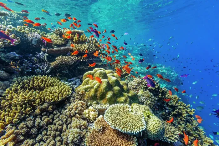 Framed Print : A myriad of hard and soft corals, as well as tropical reef fish at Vatu-I-Ra Conservation Park on Viti Levu, Fiji, South Pacific, Pacific Framed Print : A myriad of hard and soft corals, as well as tropical reef fish at Vatu-I-Ra Conservation Park on Viti Levu, Fiji, South Pacific, Pacific
