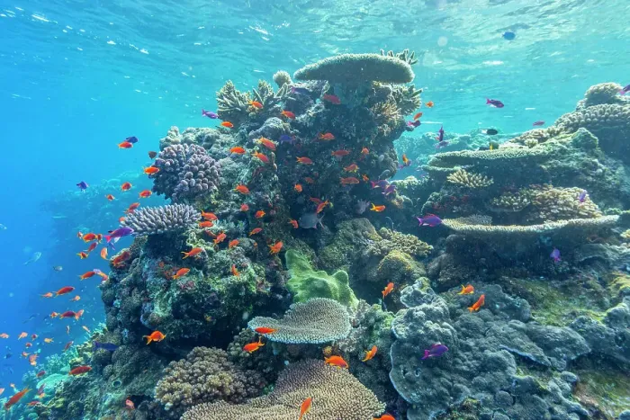 Framed Print : A myriad of hard and soft corals, as well as tropical reef fish at Vatu-I-Ra Conservation Park on Viti Levu, Fiji, South Pacific, Pacific Framed Print : A myriad of hard and soft corals, as well as tropical reef fish at Vatu-I-Ra Conservation Park on Viti Levu, Fiji, South Pacific, Pacific