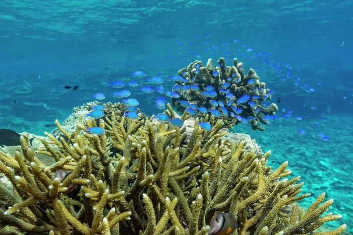 Framed Print : A myriad of hard and soft corals, as well as tropical reef fish at Vatu-I-Ra Conservation Park on Viti Levu, Fiji, South Pacific, Pacific Framed Print : A myriad of hard and soft corals, as well as tropical reef fish at Vatu-I-Ra Conservation Park on Viti Levu, Fiji, South Pacific, Pacific