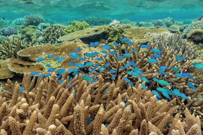 Framed Print : A myriad of hard and soft corals, as well as tropical reef fish at Vatu-I-Ra Conservation Park on Viti Levu, Fiji, South Pacific, Pacific Framed Print : A myriad of hard and soft corals, as well as tropical reef fish at Vatu-I-Ra Conservation Park on Viti Levu, Fiji, South Pacific, Pacific