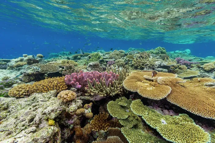 Framed Print : A myriad of hard and soft corals, as well as tropical reef fish at Vatu-I-Ra Conservation Park on Viti Levu, Fiji, South Pacific, Pacific Framed Print : A myriad of hard and soft corals, as well as tropical reef fish at Vatu-I-Ra Conservation Park on Viti Levu, Fiji, South Pacific, Pacific