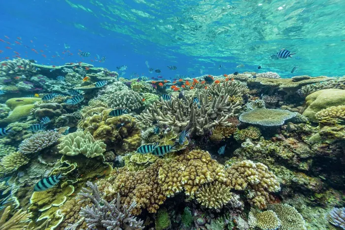 Framed Print : A myriad of hard and soft corals, as well as tropical reef fish at Vatu-I-Ra Conservation Park on Viti Levu, Fiji, South Pacific, Pacific Framed Print : A myriad of hard and soft corals, as well as tropical reef fish at Vatu-I-Ra Conservation Park on Viti Levu, Fiji, South Pacific, Pacific