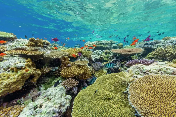 Framed Print : A myriad of hard and soft corals, as well as tropical reef fish at Vatu-I-Ra Conservation Park on Viti Levu, Fiji, South Pacific, Pacific Framed Print : A myriad of hard and soft corals, as well as tropical reef fish at Vatu-I-Ra Conservation Park on Viti Levu, Fiji, South Pacific, Pacific
