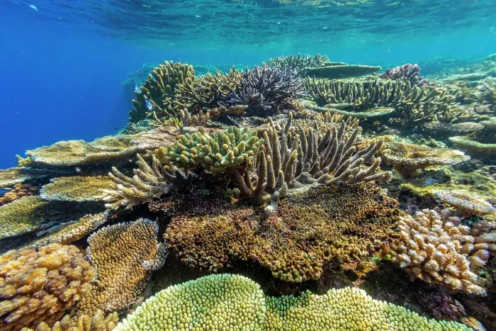 Framed Print : A myriad of hard and soft corals at Vatu-I-Ra Conservation Park on Viti Levu, Fiji, South Pacific, Pacific Framed Print : A myriad of hard and soft corals at Vatu-I-Ra Conservation Park on Viti Levu, Fiji, South Pacific, Pacific