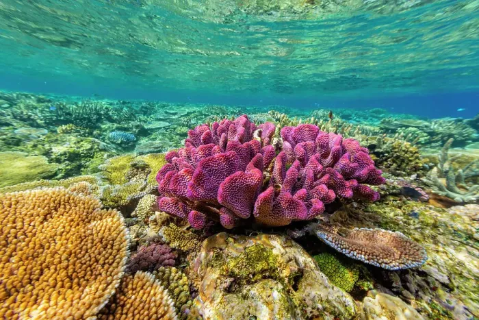 Framed Print : A myriad of hard and soft corals at Vatu-I-Ra Conservation Park on Viti Levu, Fiji, South Pacific, Pacific Framed Print : A myriad of hard and soft corals at Vatu-I-Ra Conservation Park on Viti Levu, Fiji, South Pacific, Pacific