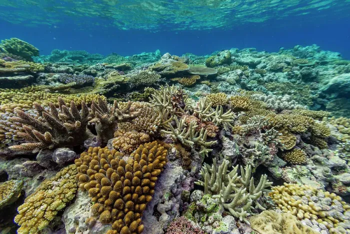 Framed Print : A myriad of hard and soft corals at Vatu-I-Ra Conservation Park on Viti Levu, Fiji, South Pacific, Pacific Framed Print : A myriad of hard and soft corals at Vatu-I-Ra Conservation Park on Viti Levu, Fiji, South Pacific, Pacific