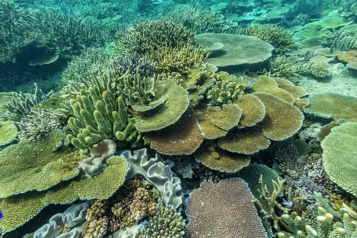 Framed Print : A myriad of hard and soft corals at Vatu-I-Ra Conservation Park on Viti Levu, Fiji, South Pacific, Pacific Framed Print : A myriad of hard and soft corals at Vatu-I-Ra Conservation Park on Viti Levu, Fiji, South Pacific, Pacific