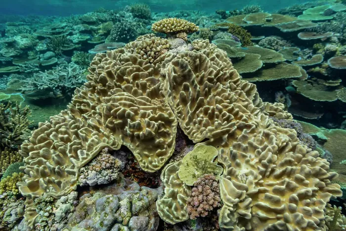 Framed Print : A myriad of hard and soft corals at Vatu-I-Ra Conservation Park on Viti Levu, Fiji, South Pacific, Pacific Framed Print : A myriad of hard and soft corals at Vatu-I-Ra Conservation Park on Viti Levu, Fiji, South Pacific, Pacific