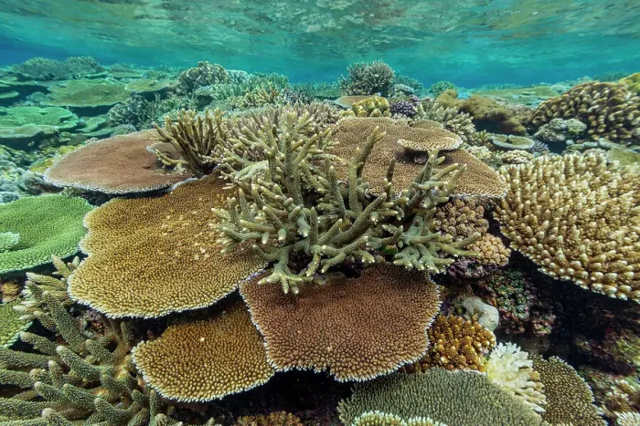Framed Print : A myriad of hard and soft corals at Vatu-I-Ra Conservation Park on Viti Levu, Fiji, South Pacific, Pacific Framed Print : A myriad of hard and soft corals at Vatu-I-Ra Conservation Park on Viti Levu, Fiji, South Pacific, Pacific