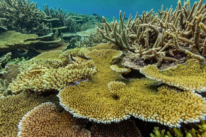 Framed Print : A myriad of hard and soft corals at Vatu-I-Ra Conservation Park on Viti Levu, Fiji, South Pacific, Pacific Framed Print : A myriad of hard and soft corals at Vatu-I-Ra Conservation Park on Viti Levu, Fiji, South Pacific, Pacific