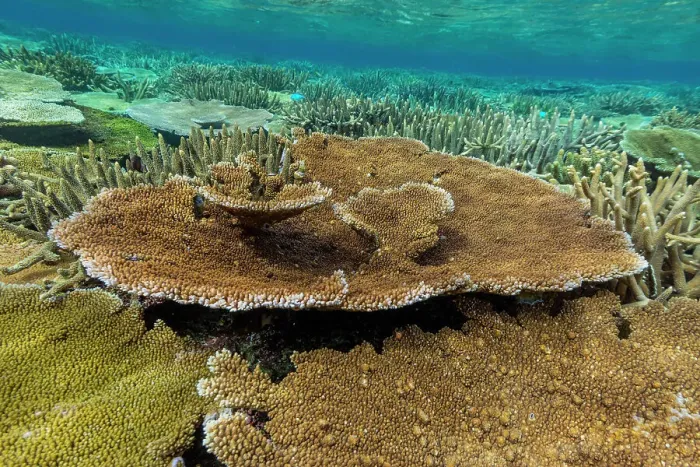 Framed Print : A myriad of hard and soft corals at Vatu-I-Ra Conservation Park on Viti Levu, Fiji, South Pacific, Pacific Framed Print : A myriad of hard and soft corals at Vatu-I-Ra Conservation Park on Viti Levu, Fiji, South Pacific, Pacific