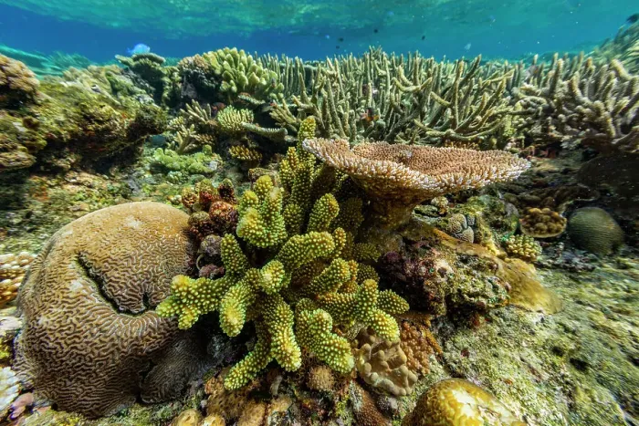 Framed Print : A myriad of hard and soft corals at Vatu-I-Ra Conservation Park on Viti Levu, Fiji, South Pacific, Pacific Framed Print : A myriad of hard and soft corals at Vatu-I-Ra Conservation Park on Viti Levu, Fiji, South Pacific, Pacific