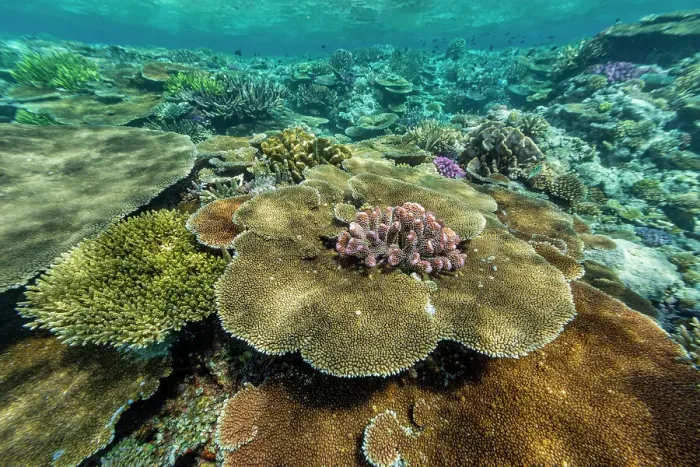 Framed Print : A myriad of hard and soft corals at Vatu-I-Ra Conservation Park on Viti Levu, Fiji, South Pacific, Pacific Framed Print : A myriad of hard and soft corals at Vatu-I-Ra Conservation Park on Viti Levu, Fiji, South Pacific, Pacific