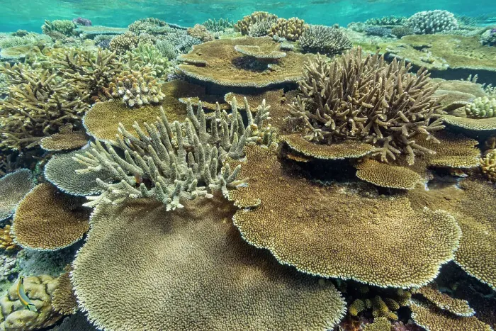 Framed Print : A myriad of hard and soft corals at Vatu-I-Ra Conservation Park on Viti Levu, Fiji, South Pacific, Pacific Framed Print : A myriad of hard and soft corals at Vatu-I-Ra Conservation Park on Viti Levu, Fiji, South Pacific, Pacific