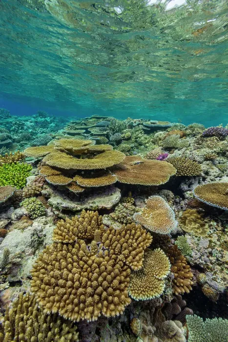 Framed Print : A myriad of hard and soft corals at Vatu-I-Ra Conservation Park on Viti Levu, Fiji, South Pacific, Pacific Framed Print : A myriad of hard and soft corals at Vatu-I-Ra Conservation Park on Viti Levu, Fiji, South Pacific, Pacific