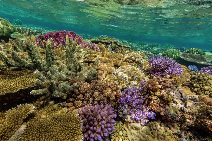 Framed Print : A myriad of hard and soft corals at Vatu-I-Ra Conservation Park on Viti Levu, Fiji, South Pacific, Pacific Framed Print : A myriad of hard and soft corals at Vatu-I-Ra Conservation Park on Viti Levu, Fiji, South Pacific, Pacific