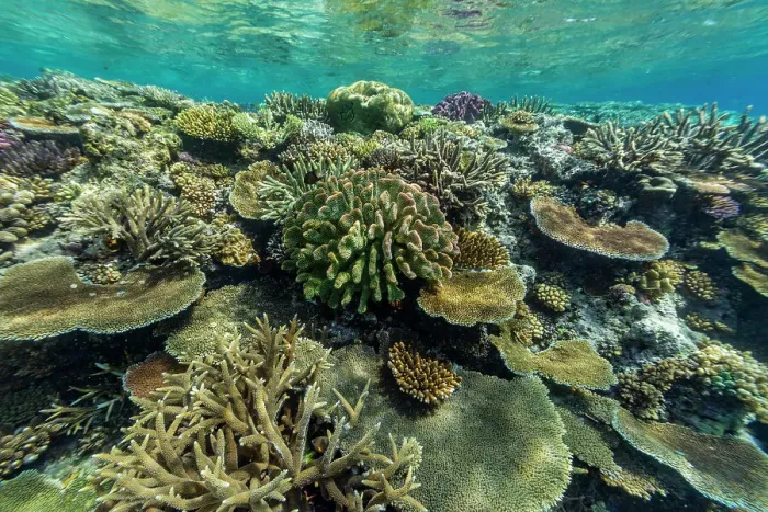 Framed Print : A myriad of hard and soft corals at Vatu-I-Ra Conservation Park on Viti Levu, Fiji, South Pacific, Pacific Framed Print : A myriad of hard and soft corals at Vatu-I-Ra Conservation Park on Viti Levu, Fiji, South Pacific, Pacific
