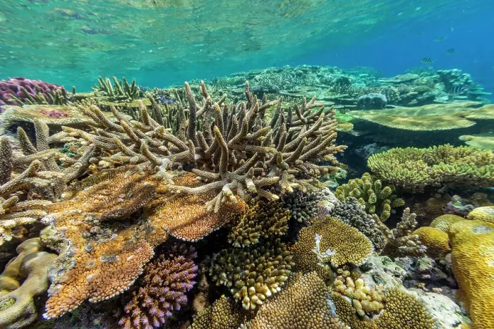 Framed Print : A myriad of hard and soft corals at Vatu-I-Ra Conservation Park on Viti Levu, Fiji, South Pacific, Pacific Framed Print : A myriad of hard and soft corals at Vatu-I-Ra Conservation Park on Viti Levu, Fiji, South Pacific, Pacific