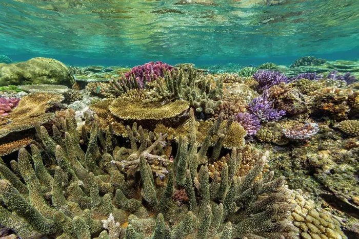 Framed Print : A myriad of hard and soft corals at Vatu-I-Ra Conservation Park on Viti Levu, Fiji, South Pacific, Pacific Framed Print : A myriad of hard and soft corals at Vatu-I-Ra Conservation Park on Viti Levu, Fiji, South Pacific, Pacific